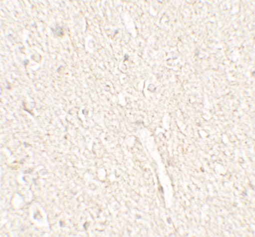 Adropin Antibody - BSA Free