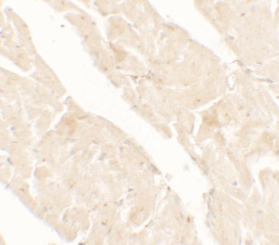 AIMP2 Antibody - BSA Free