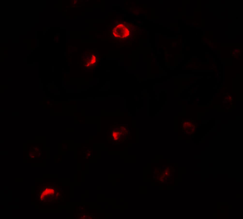 Pellino 1 Antibody - BSA Free