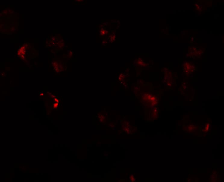 AFAP1L1 Antibody - BSA Free