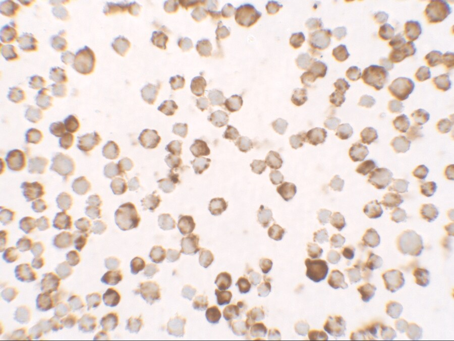 RNASET2 Antibody - BSA Free