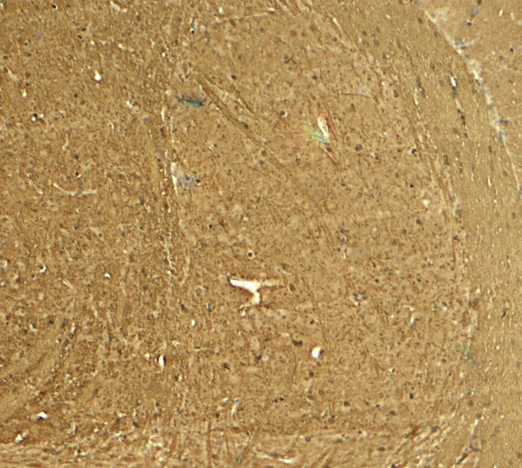 STEP Antibody - BSA Free