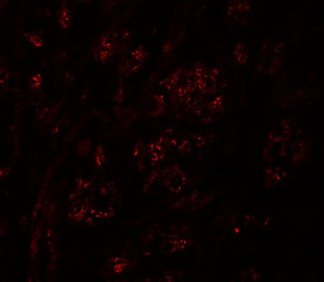 GSAP Antibody - BSA Free
