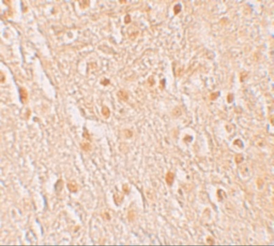 GSAP Antibody - BSA Free