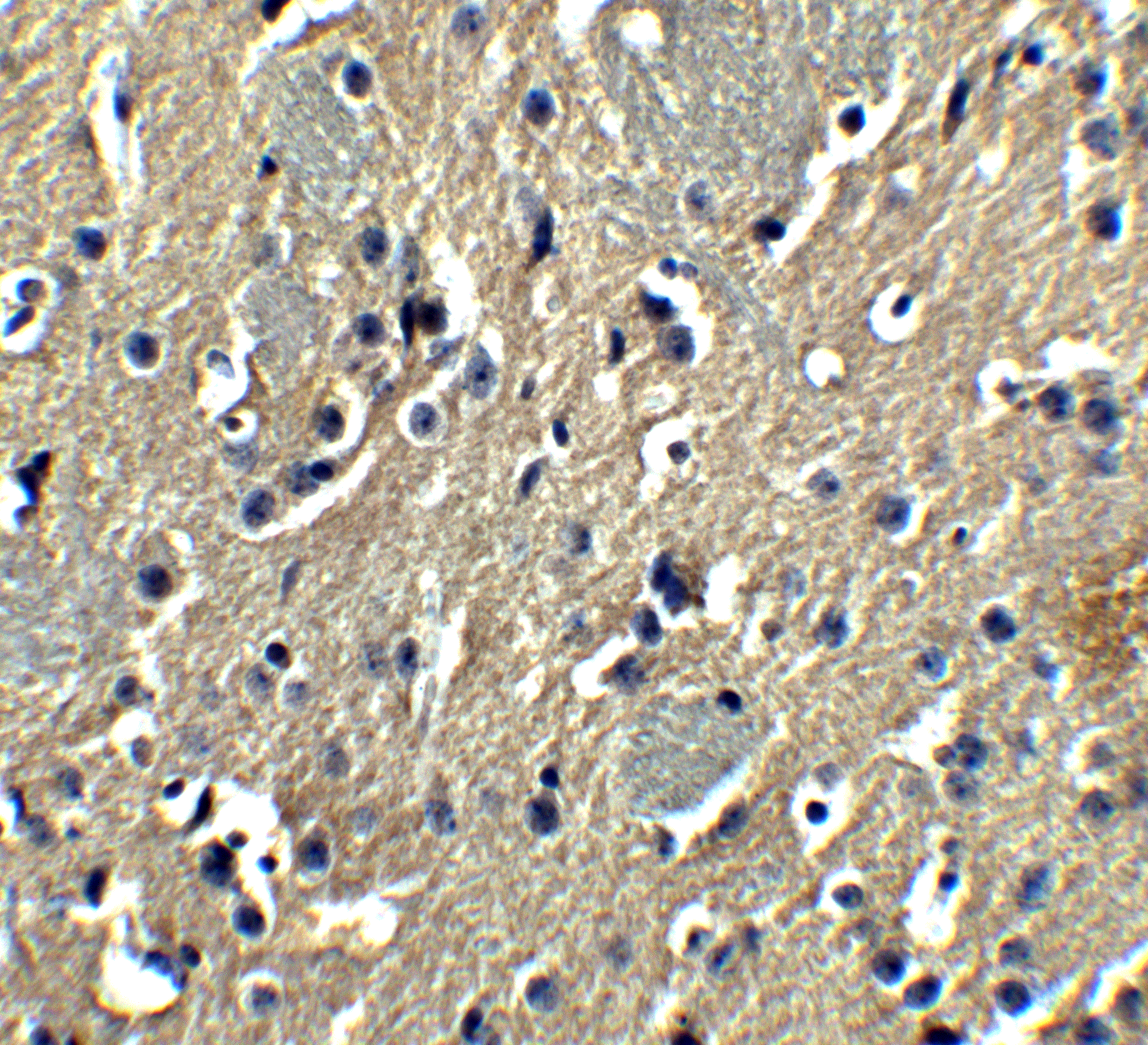 GSAP Antibody - BSA Free