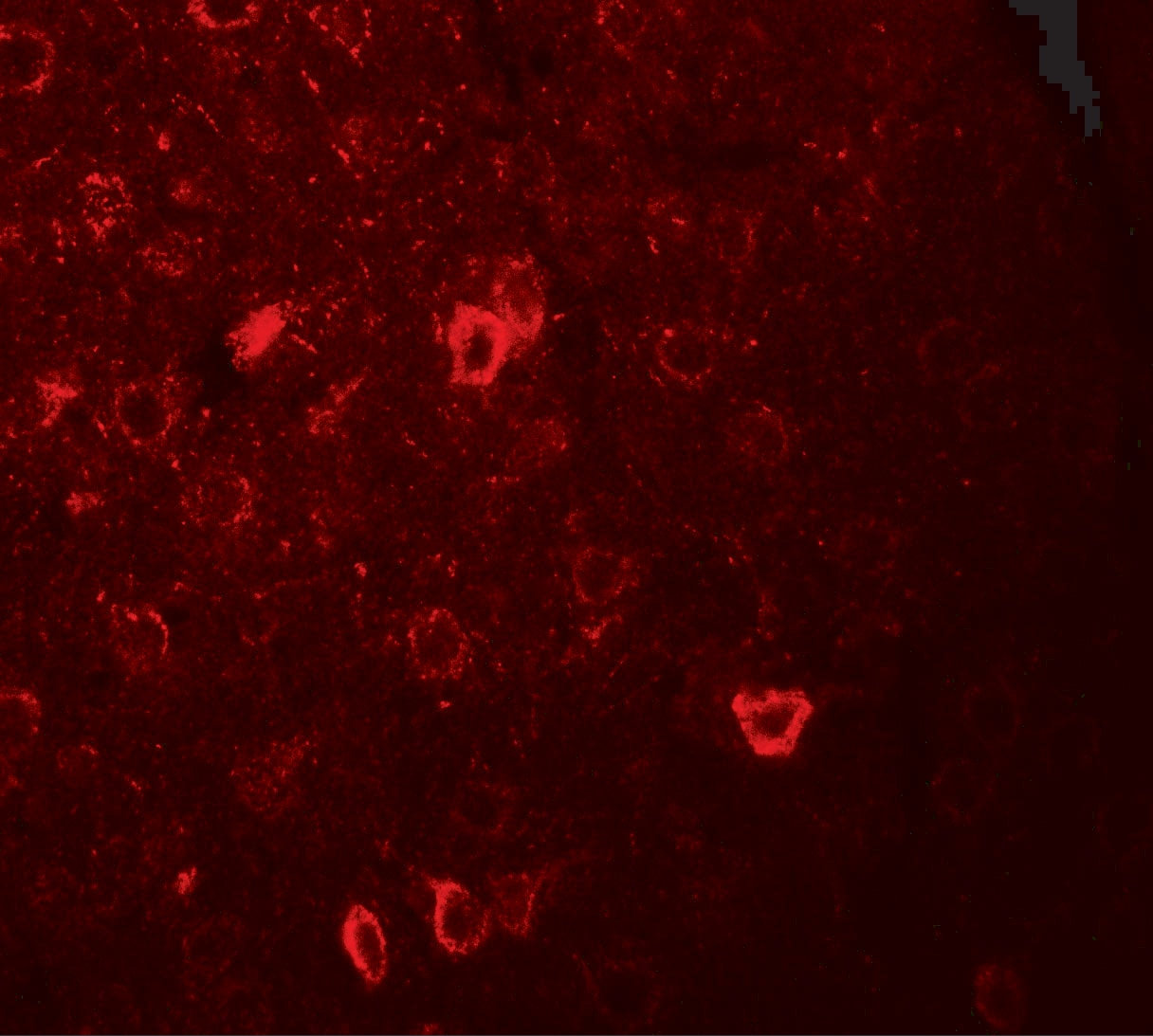 CNRIP1 Antibody - BSA Free