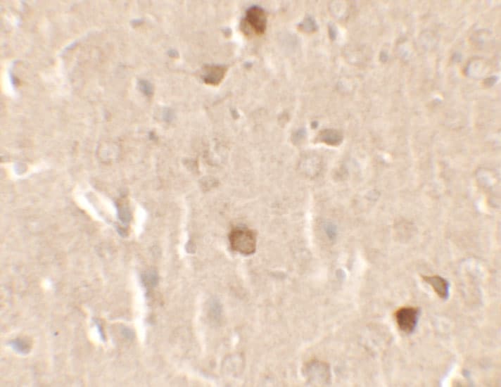 CNRIP1 Antibody - BSA Free
