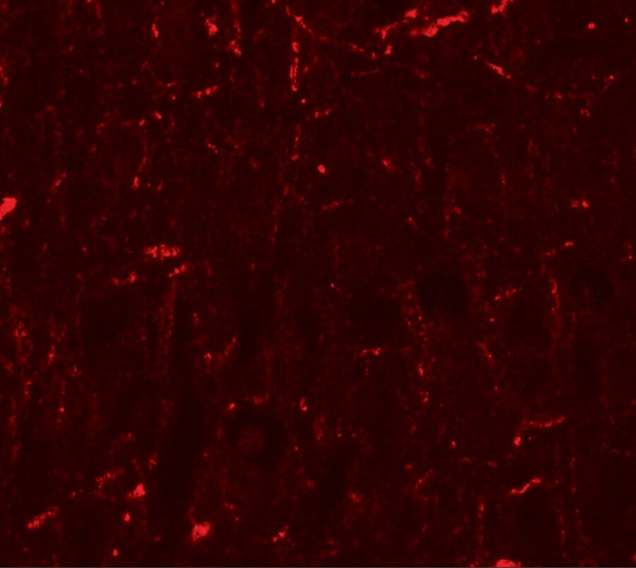 Cyclin T1 Antibody - BSA Free