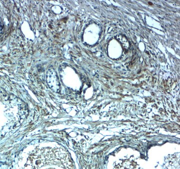 CAPC / LRRC26 Antibody - BSA Free