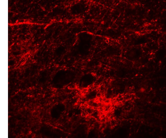SIPA1L3 Antibody - BSA Free