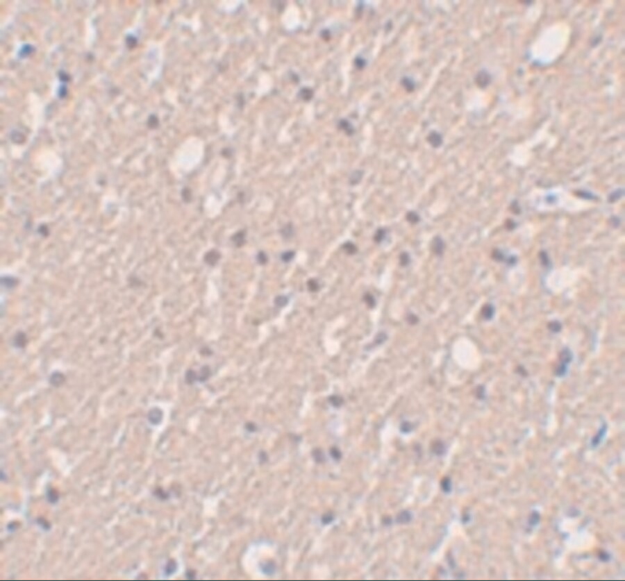 SIPA1L3 Antibody - BSA Free