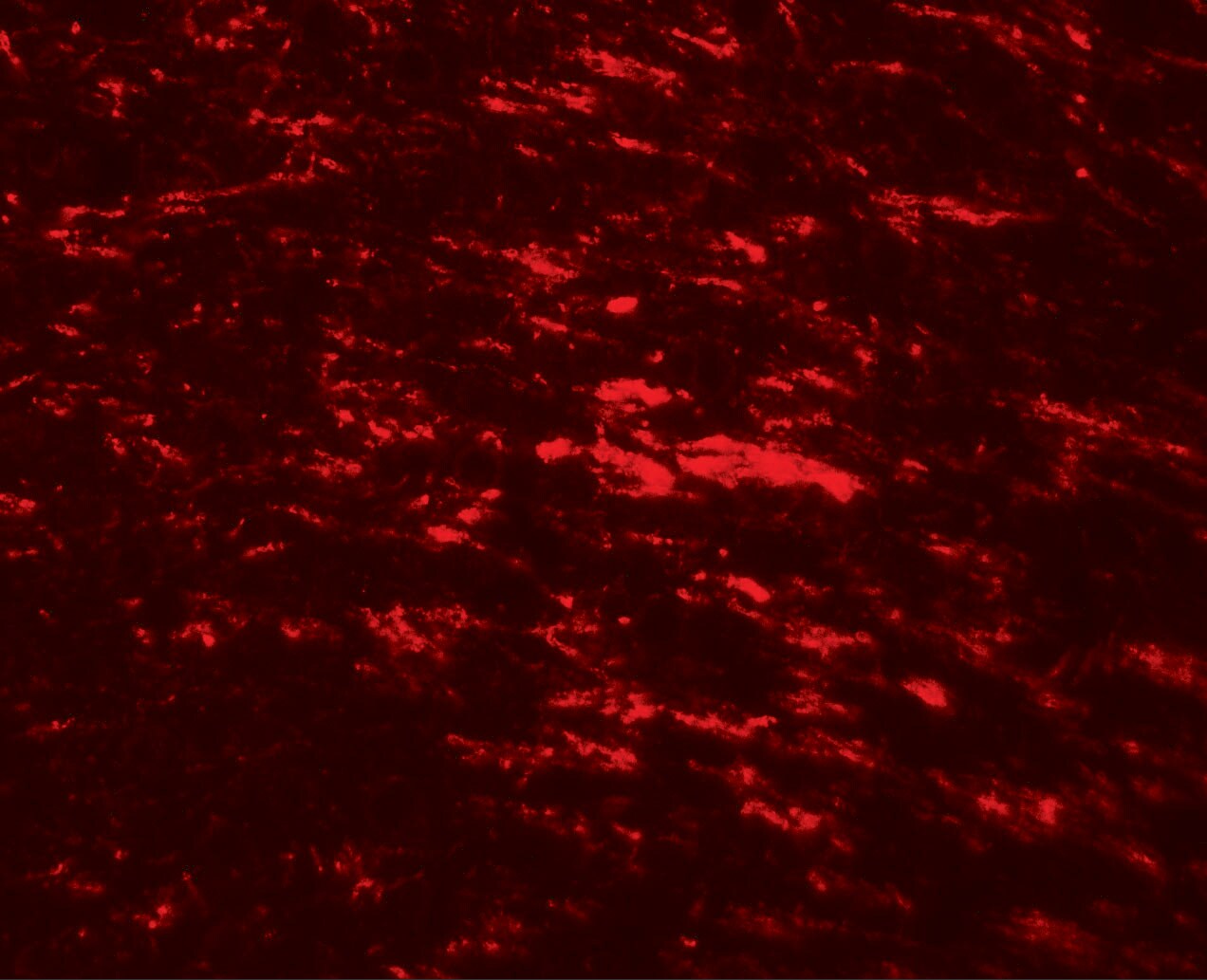 CISD2 Antibody - BSA Free