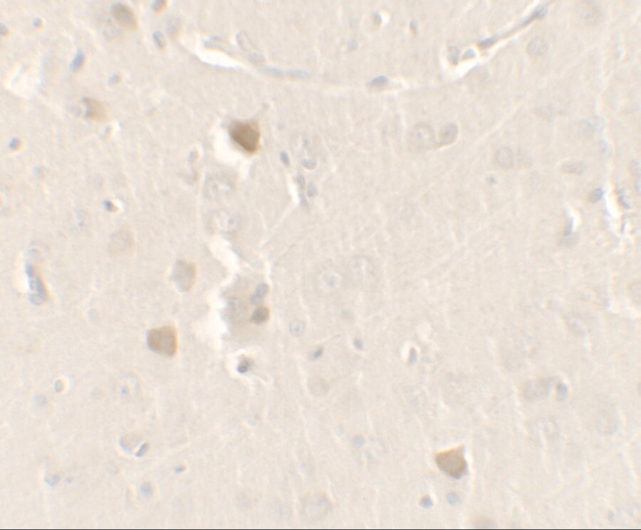 CISD2 Antibody - BSA Free