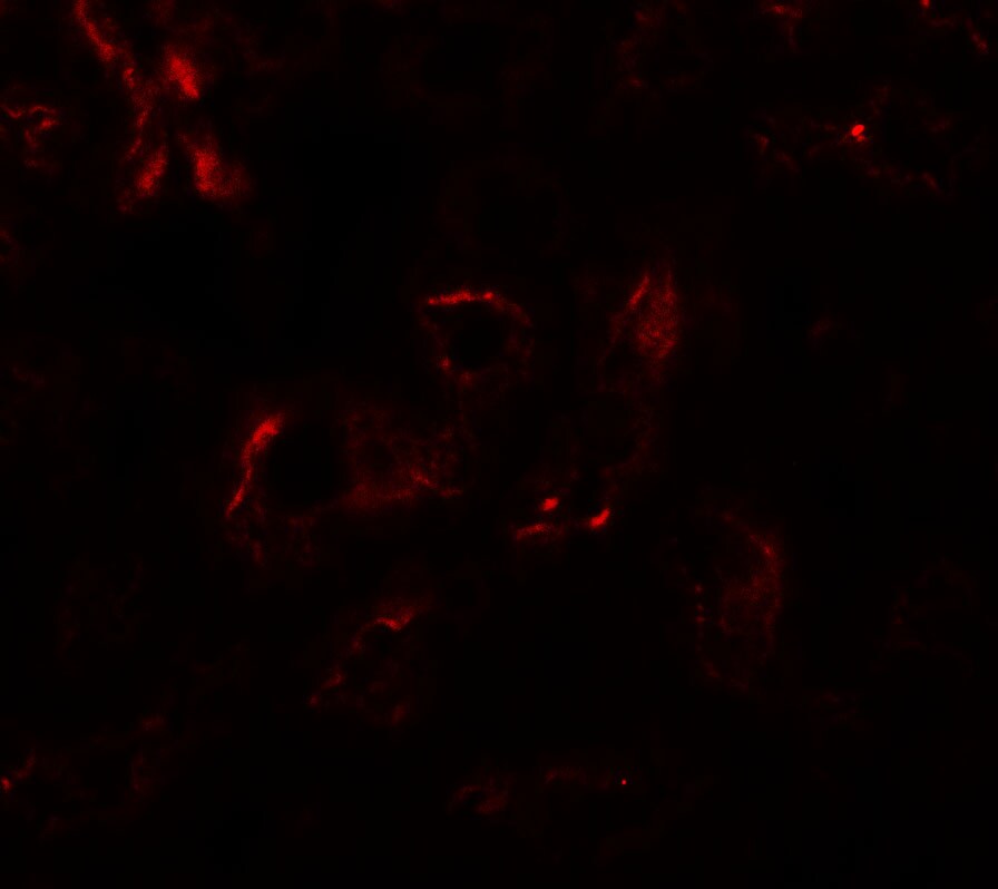 EDA-A1/Ectodysplasin A1 Antibody - BSA Free