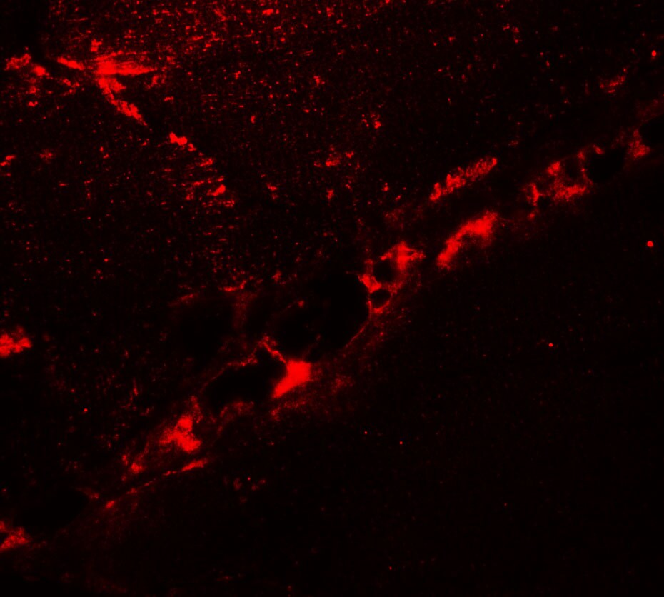 DCNP1 Antibody - BSA Free