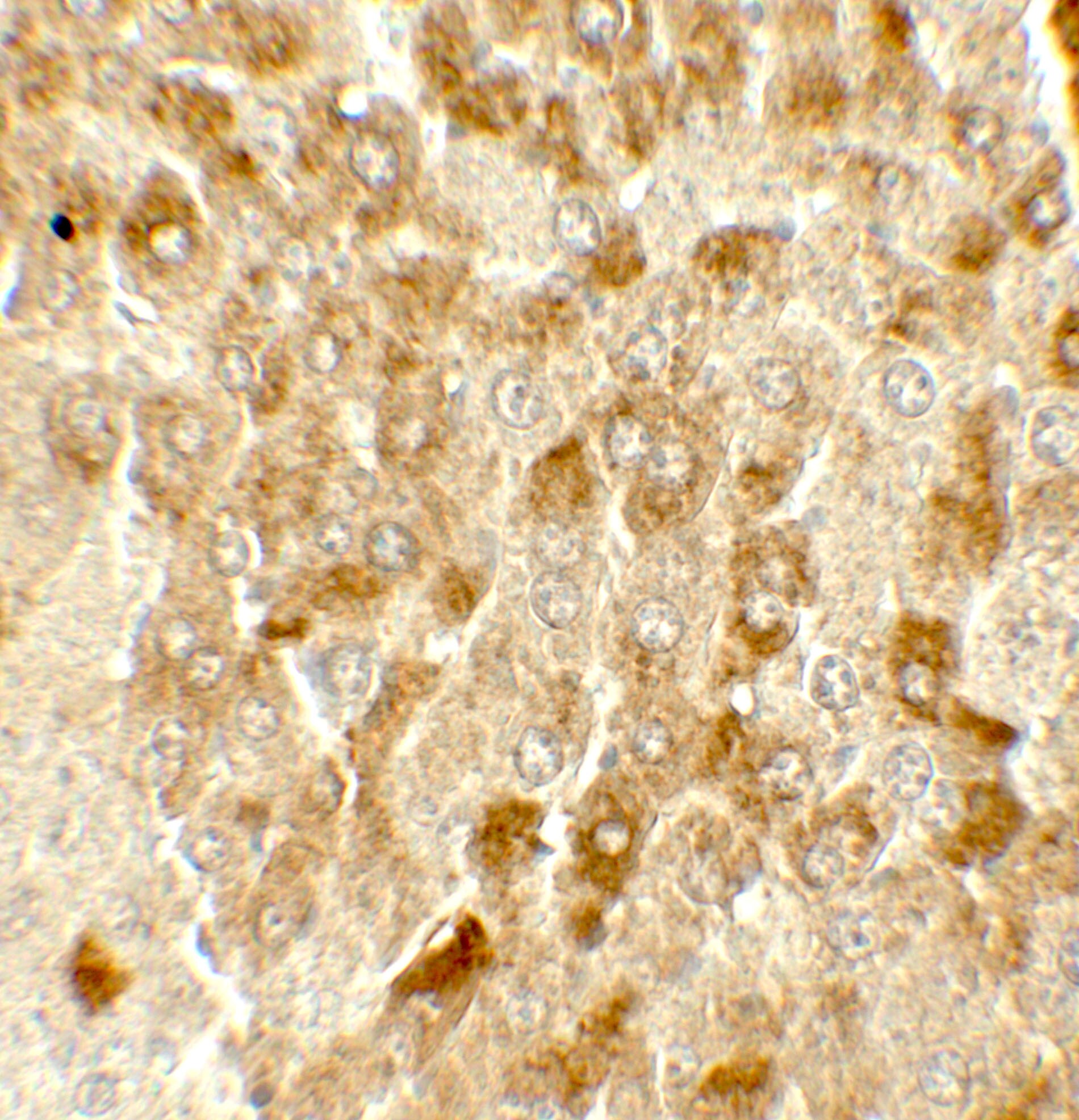 SMURF2 Antibody - BSA Free