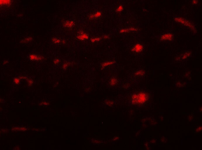 SMURF2 Antibody - BSA Free