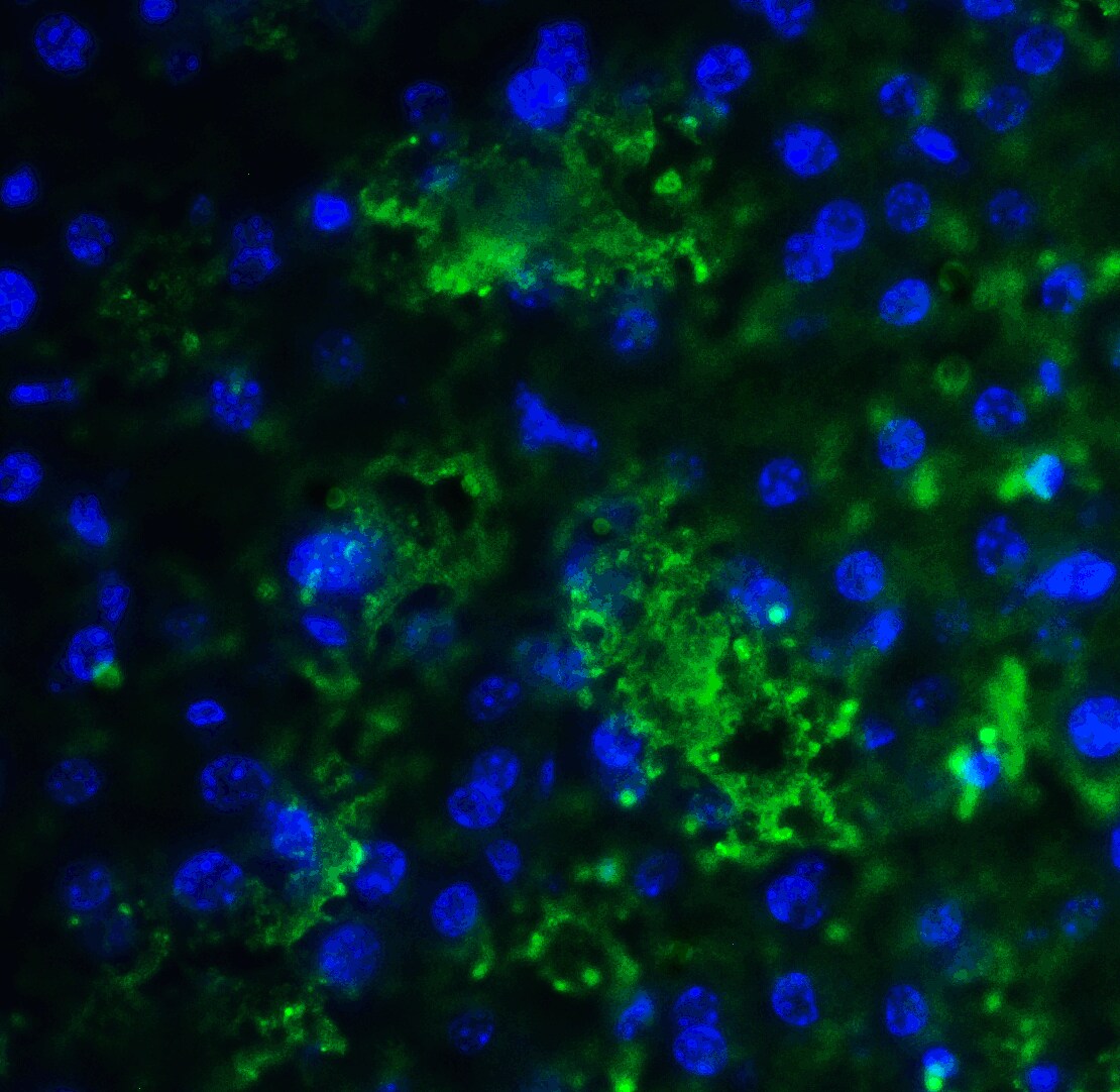 SMURF2 Antibody - BSA Free
