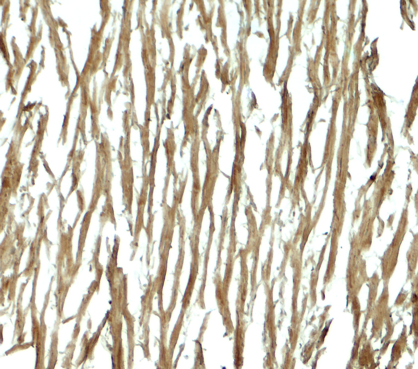 DNAJC13 Antibody - BSA Free