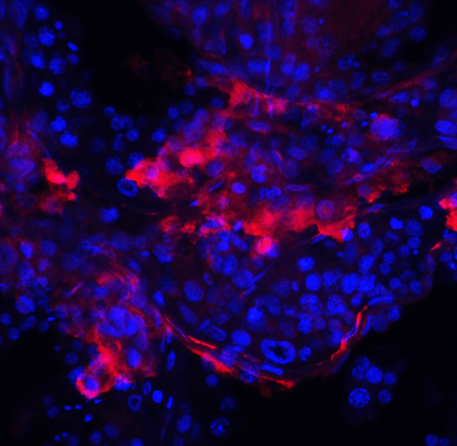IQCF2 Antibody - BSA Free