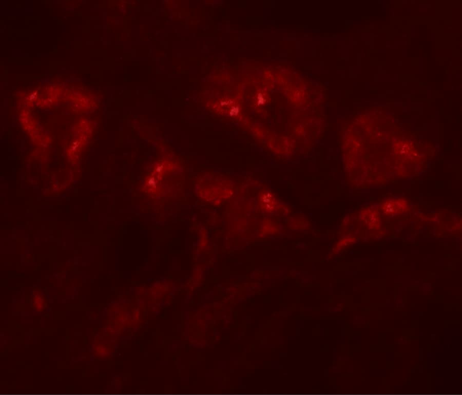 DPAGT1 Antibody - BSA Free