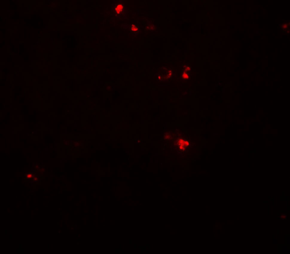 DTX4 Antibody - BSA Free