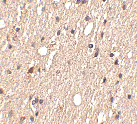 SPRED1 Antibody - BSA Free