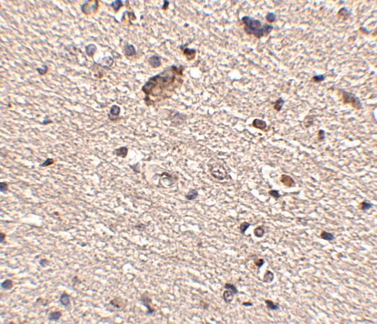 SPRED1 Antibody - BSA Free