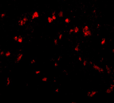 SPRED1 Antibody - BSA Free