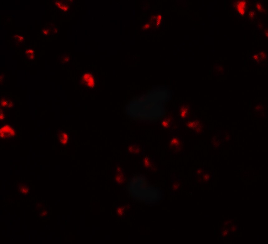FAM193B Antibody - BSA Free