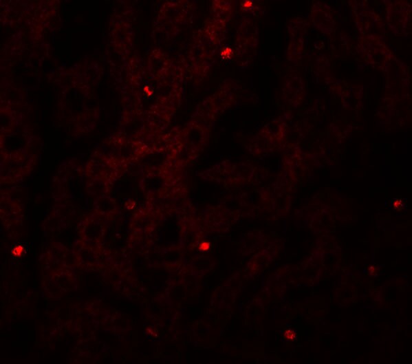 FAM59A Antibody - BSA Free