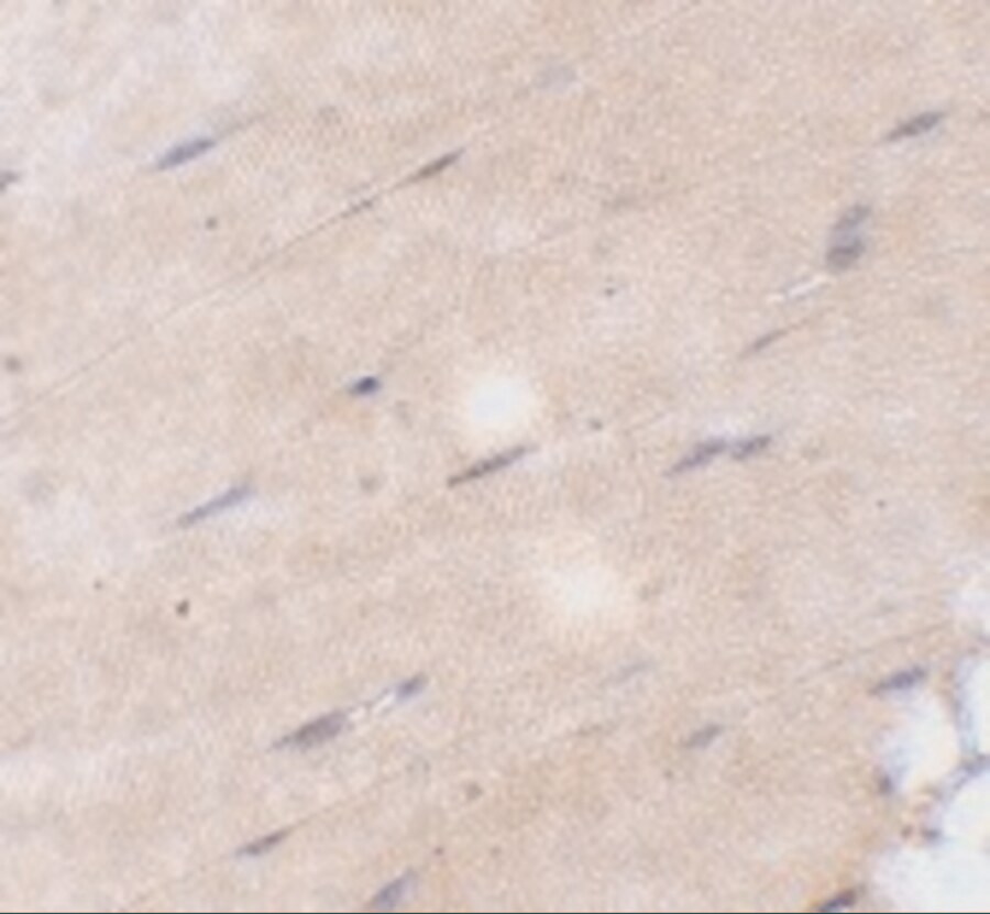 FNIP2 Antibody - BSA Free