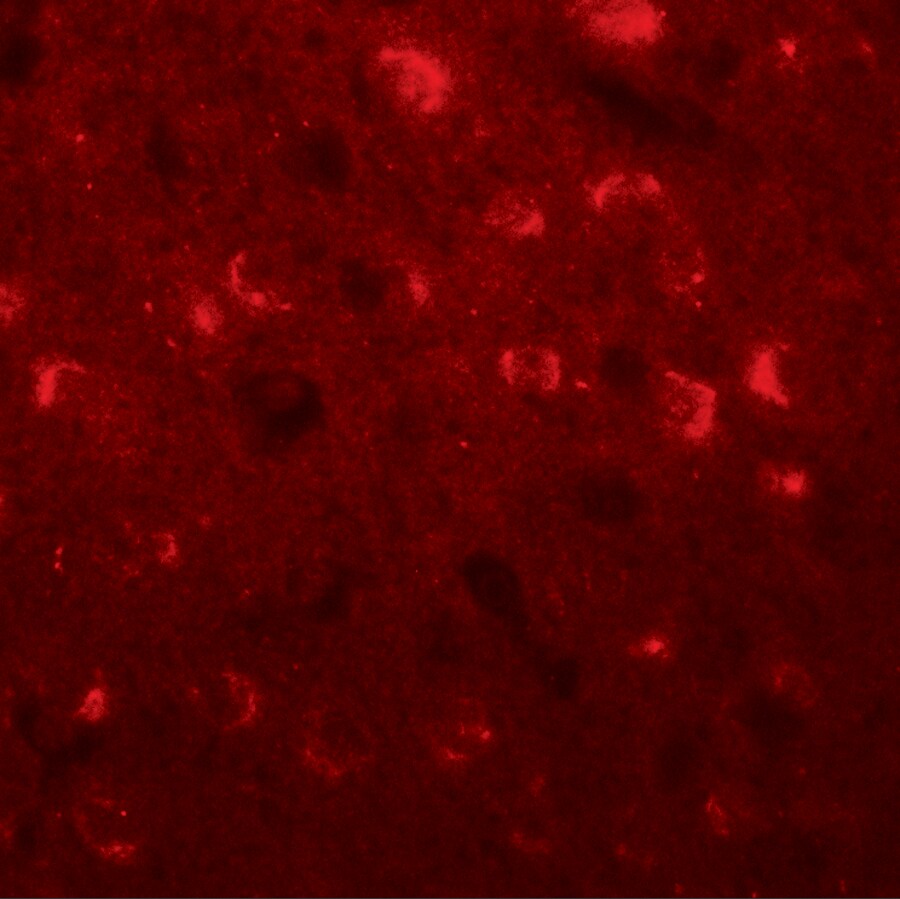 TMEM59L Antibody - BSA Free