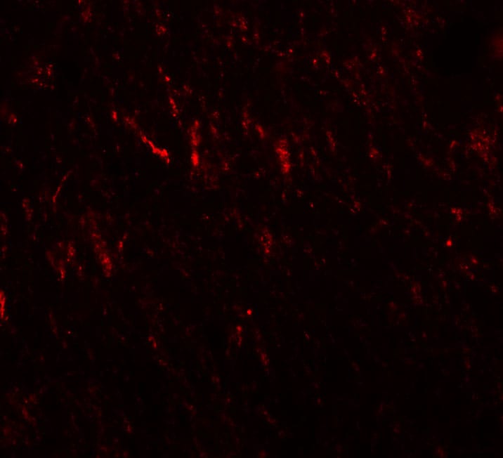 PRICKLE2 Antibody - BSA Free