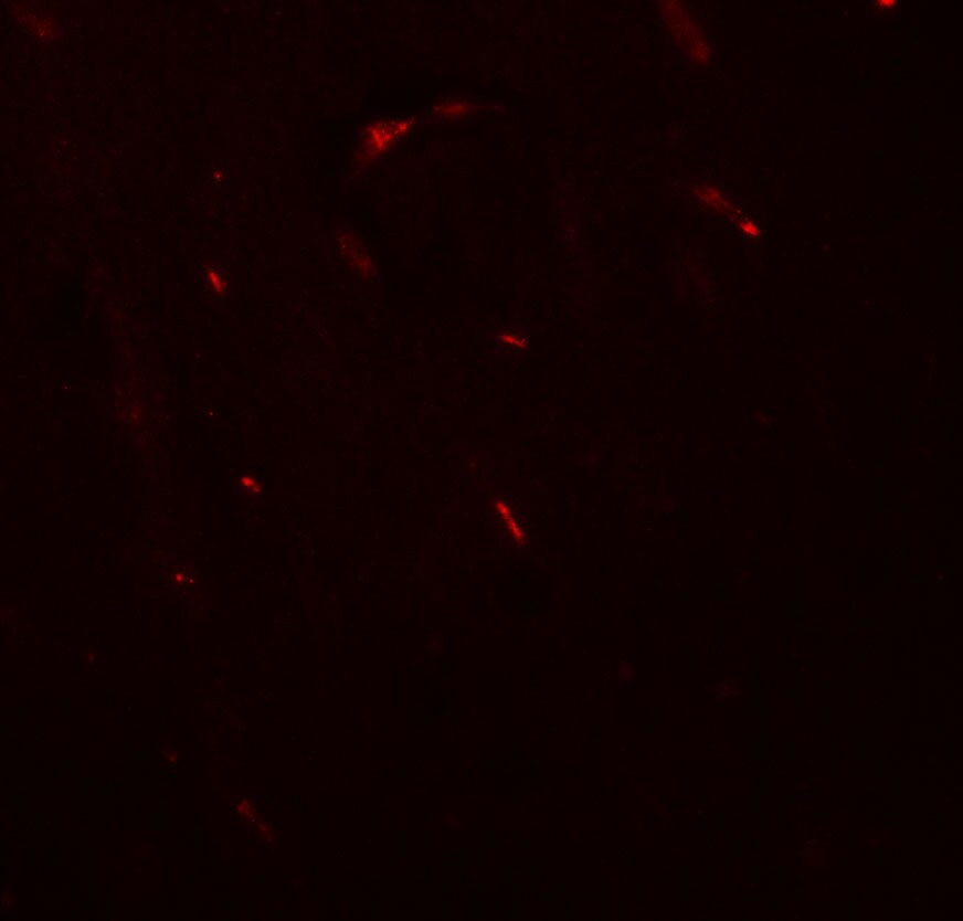 FOXG1 Antibody - BSA Free