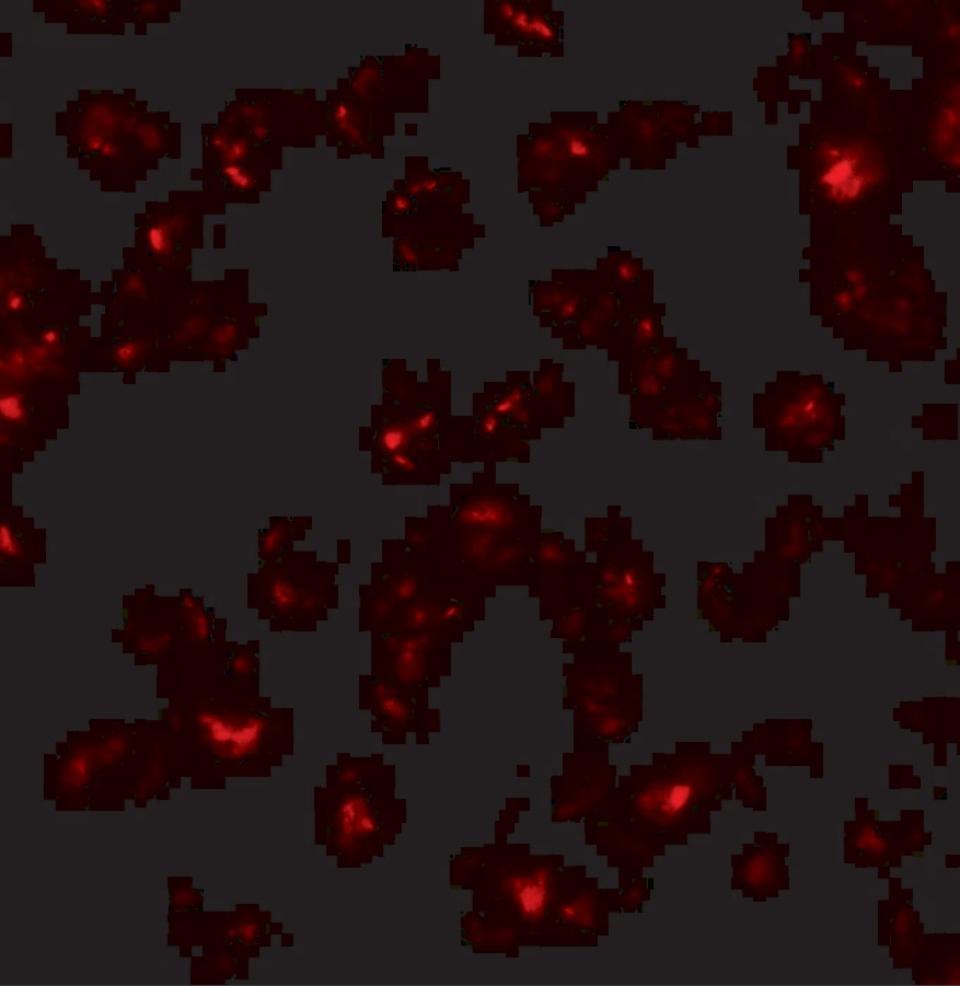 SDHD Antibody - BSA Free