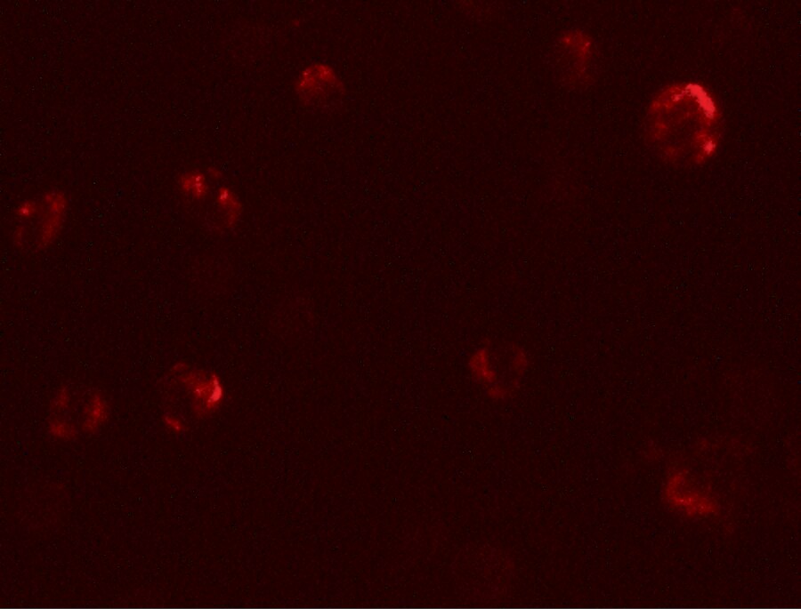 EIG121 Antibody - BSA Free