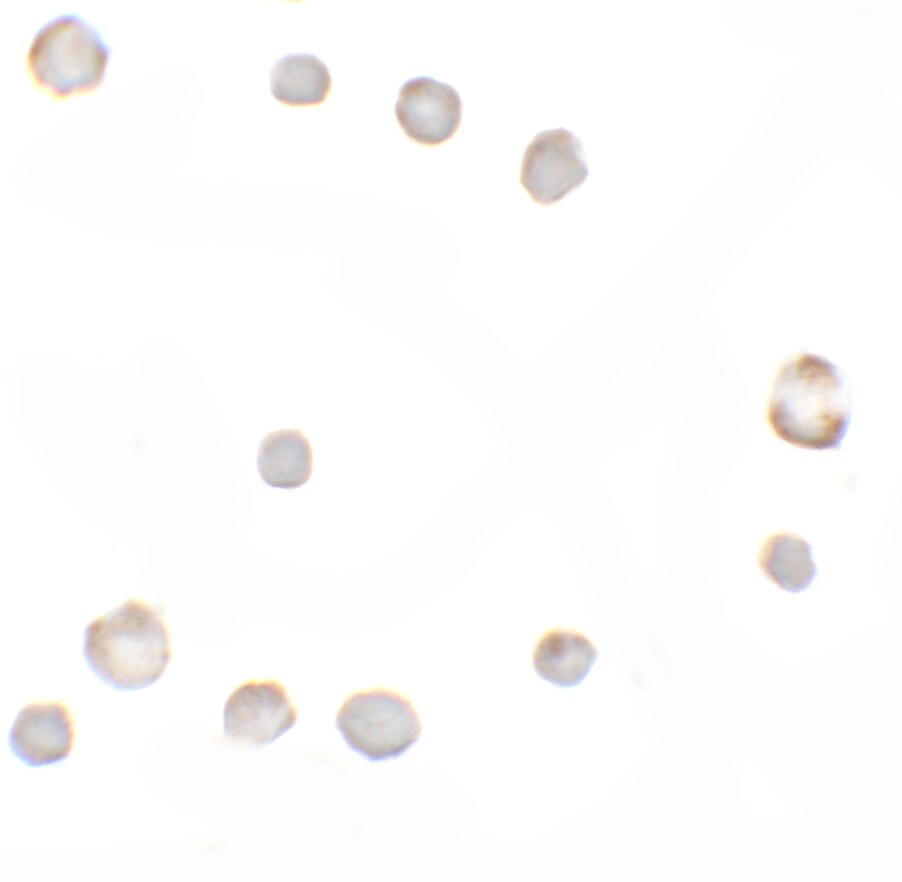 EIG121 Antibody - BSA Free