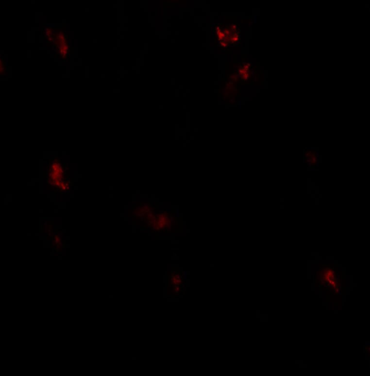GPRASP1 Antibody - BSA Free