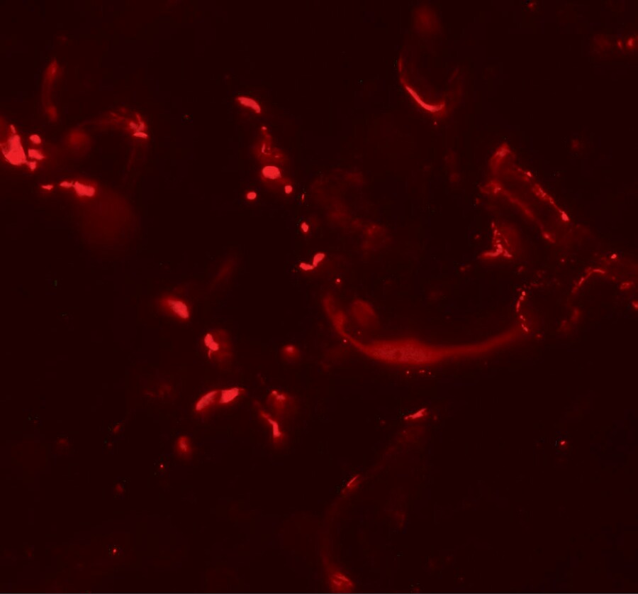 HHATL Antibody - BSA Free