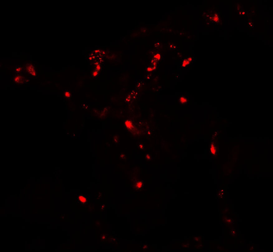 ATG4C Antibody - BSA Free
