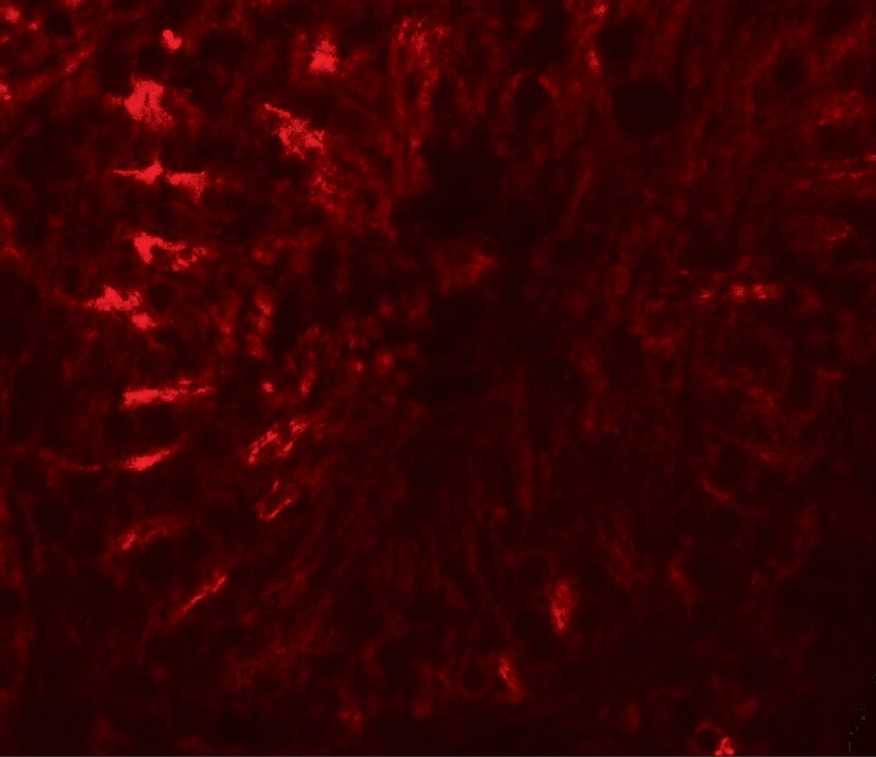 TCTE3 Antibody - BSA Free