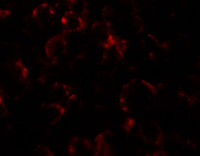 YPEL4 Antibody - BSA Free