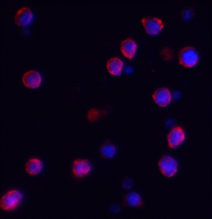 IQSEC1 Antibody - BSA Free