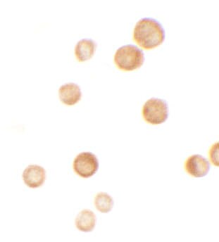 CASKIN2 Antibody - BSA Free