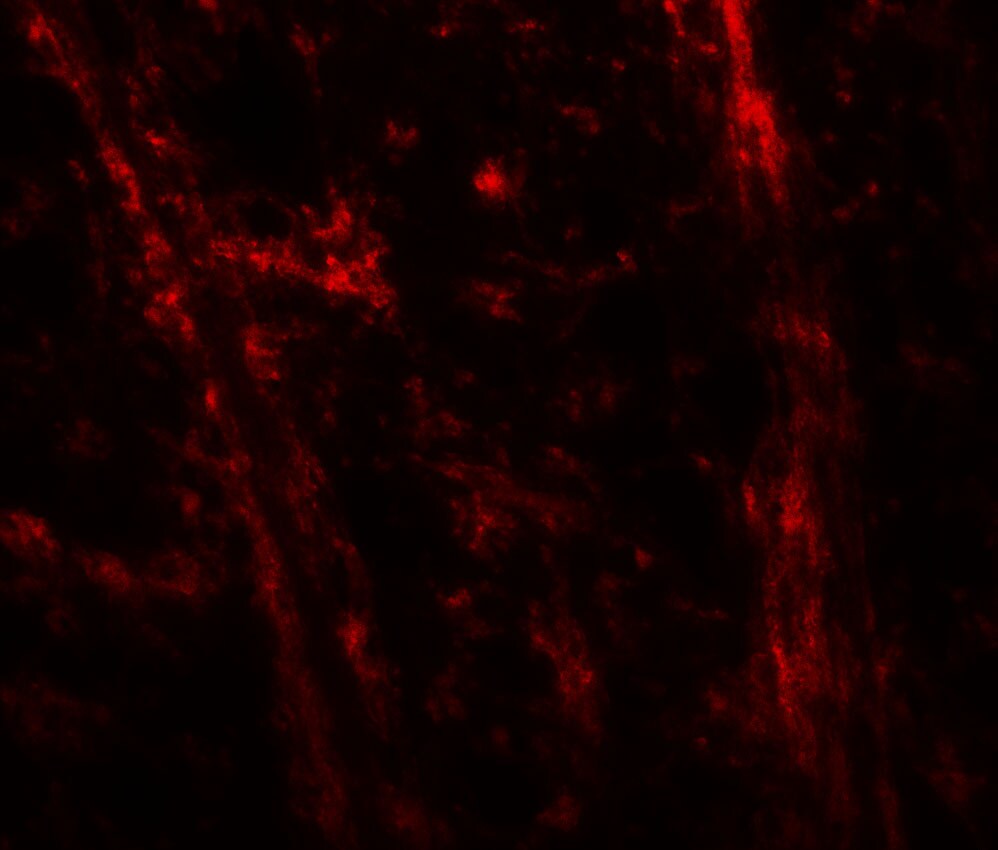 ODZ3 Antibody - BSA Free