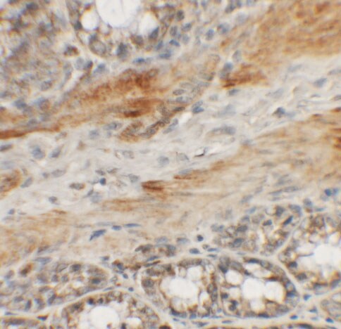 CCP110 Antibody - BSA Free