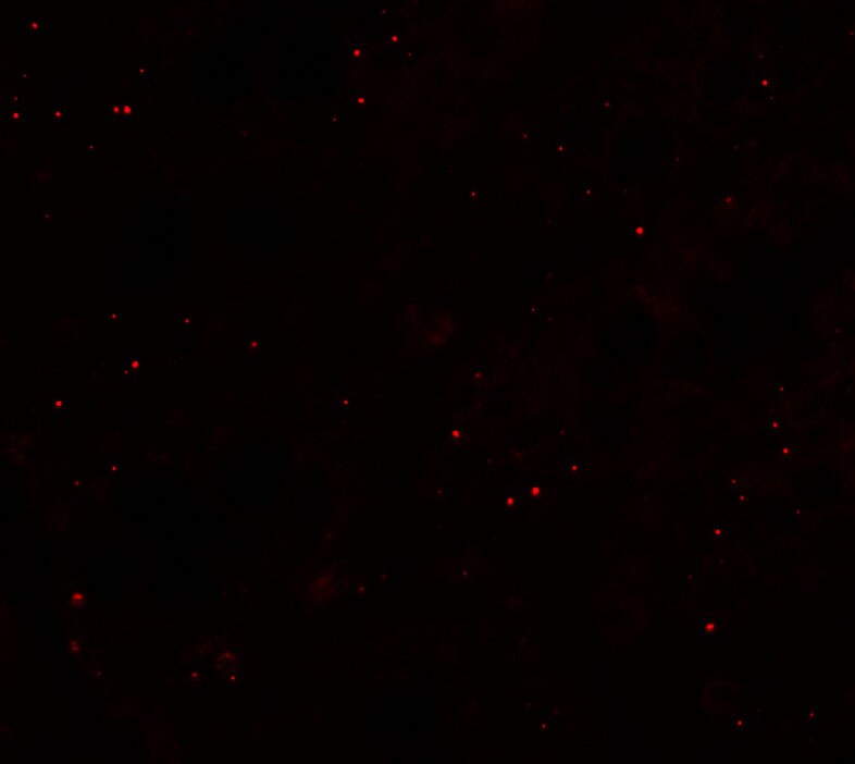 CCP110 Antibody - BSA Free