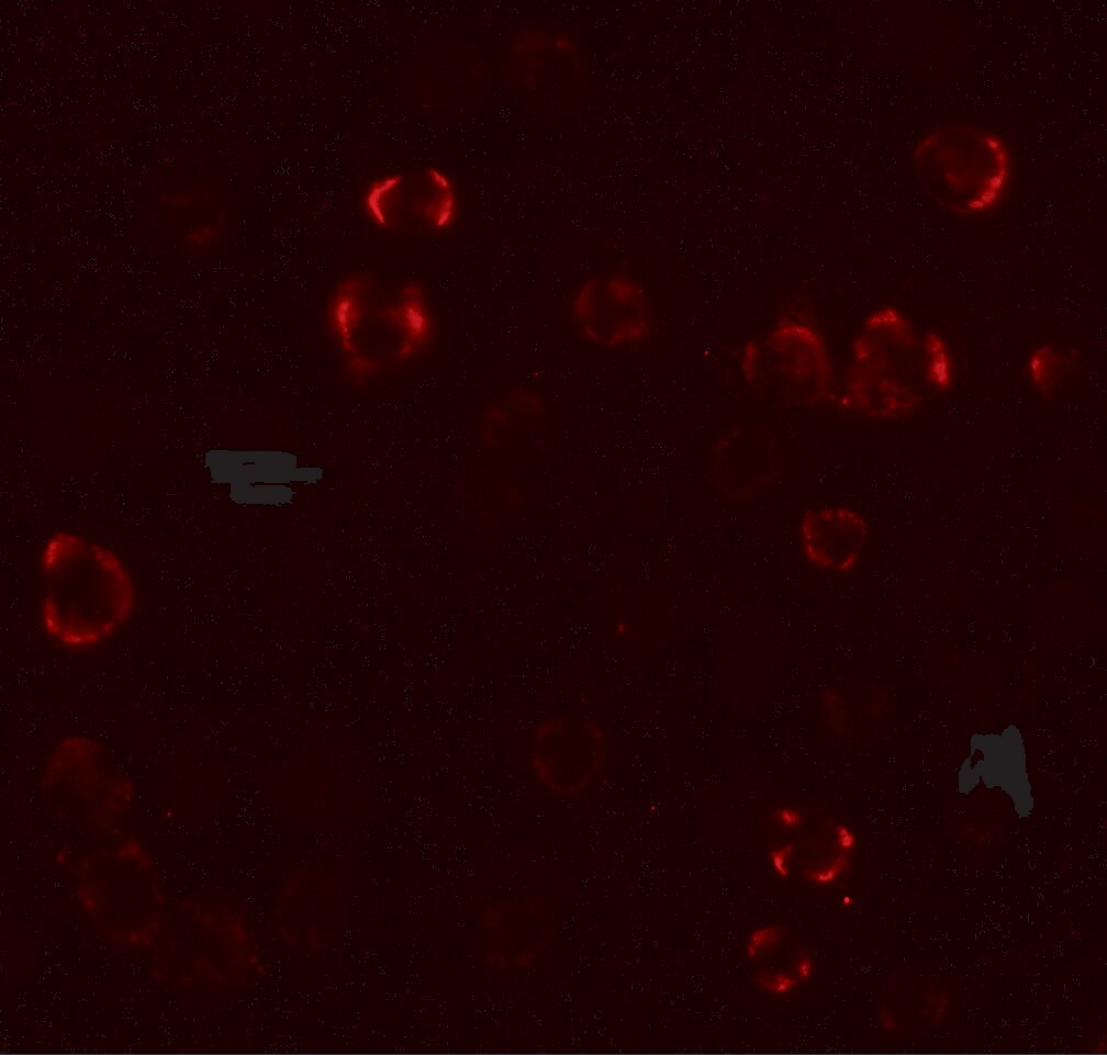 Paralemmin 3 Antibody - BSA Free