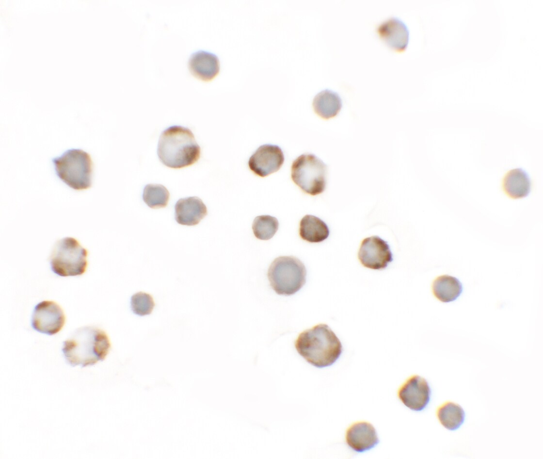 Paralemmin 3 Antibody - BSA Free